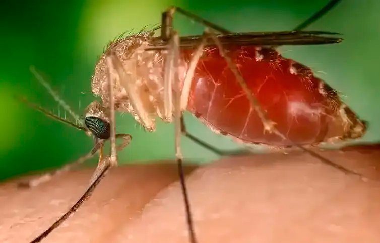 Brasília (DF) 02/02/2024 - O Ministério da Saúde define a febre do Oropouche como doença causada por um arbovírus do gênero Orthobunyavirus, identificado pela primeira vez no Brasil,  em 1960, a partir da amostra de sangue de um bicho-preguiça capturado durante a construção da rodovia Belém-Brasília.
Foto: Conselho Federal de Farmácia/Divulgação