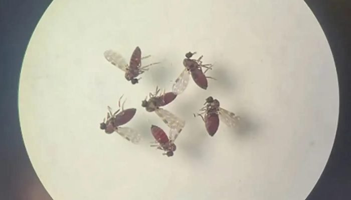 © Bruna Lais Sena do Nascimento/Laboratório de Entomologia Médica/SEARB/IEC