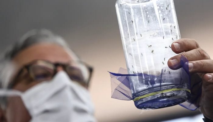 aedes-wolbachia-wolbito-mc_abr_09092025-8.jpg © Marcelo Camargo/Agência Brasil