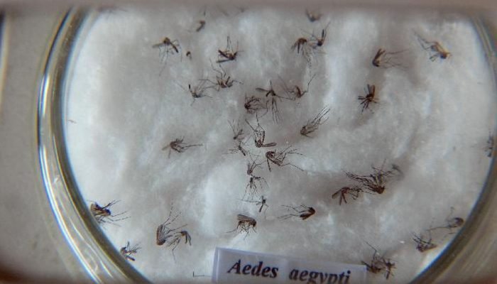 aedes_aegypti.jpg © Arquivo/Agência Brasil