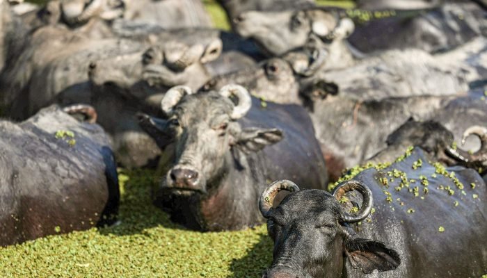 bufalos-fazenda-mironga-mc_abr_01102025-6 © Marcelo Camargo/Agência Brasil