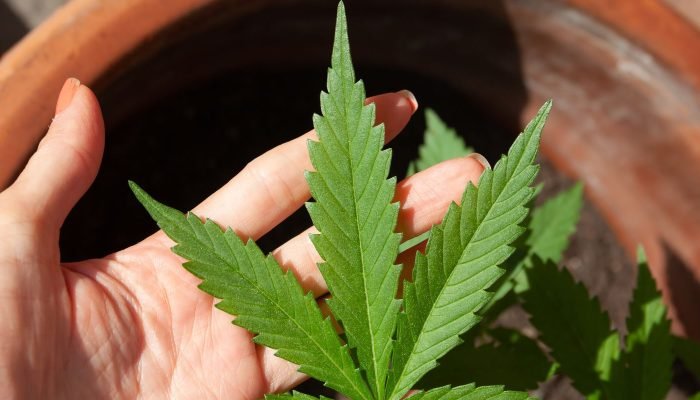 © lovingimages/ Pixabay