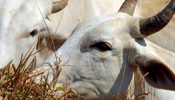 © Arquivo/Agência Brasil