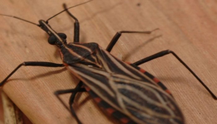 © Fiocruz/Divulgação/Direitos Reservados