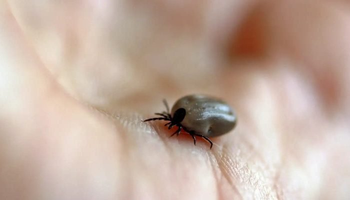 tick-482613.jpg © Catkin/Pixabay